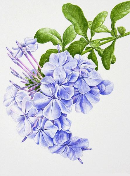 彩鉛花卉手繪 一朵花的溫柔時光
