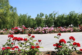 繁花五月時 探訪工廠“花園”的精神與美麗