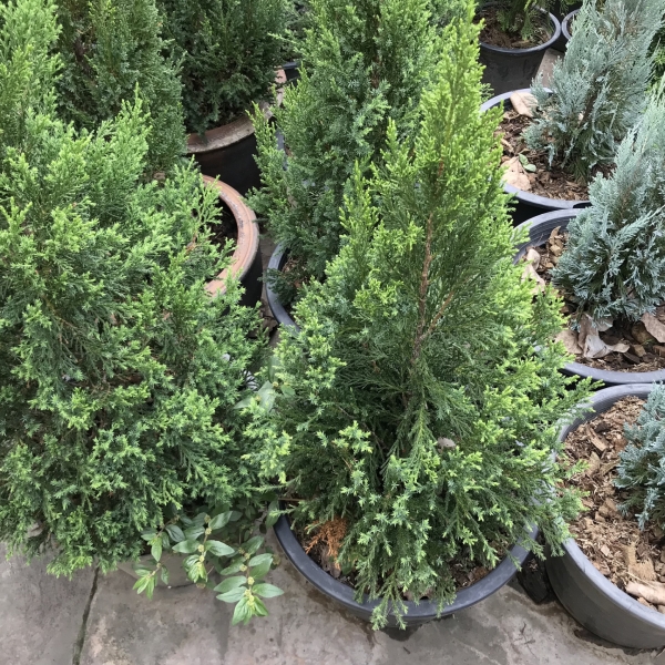 大葉觀葉植物-植物花卉